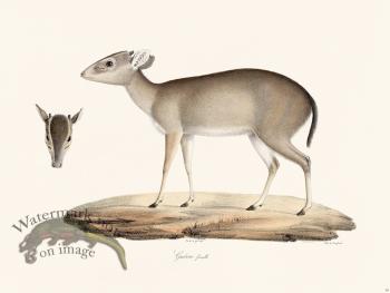 Cuvier 050 Female Guevei